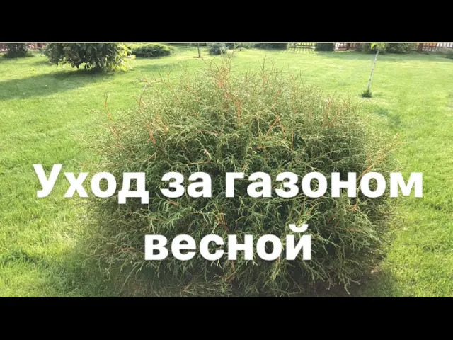 Газон ? Скорая помощь весной.mp4 смотреть онлайн