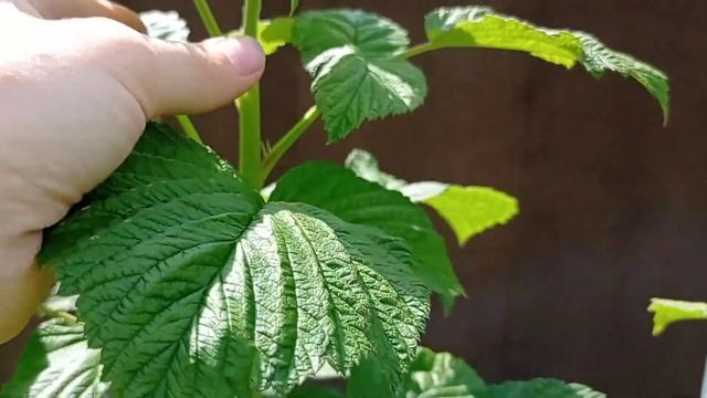 Дерево-малина сорт "Таруса" смотреть онлайн