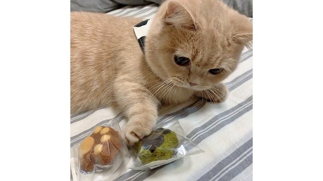 Приколы с котами. Что происходит у кота в голове | Мемозг #209