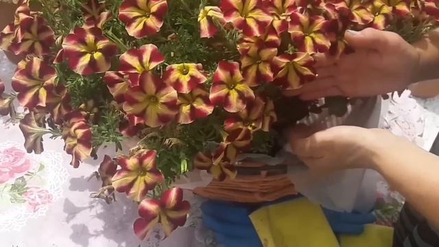 Planta calibrachoa 🌷 el estiércol que le gusta y sus cuidados 🌷 смотреть онлайн