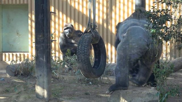 A little gorilla? gets a health check by a zookeeper. Kintaro.｜Momotaro family смотреть онлайн