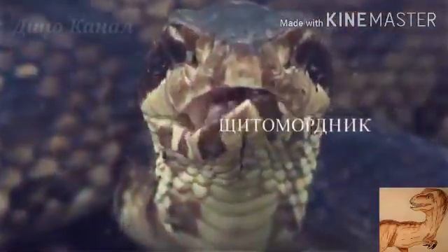 Гремучая змея: интересные факты о ней, сколько видов гремучих змей. смотреть онлайн