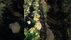 Настоящие золото для бордюра) сорт розы Голден бордер?