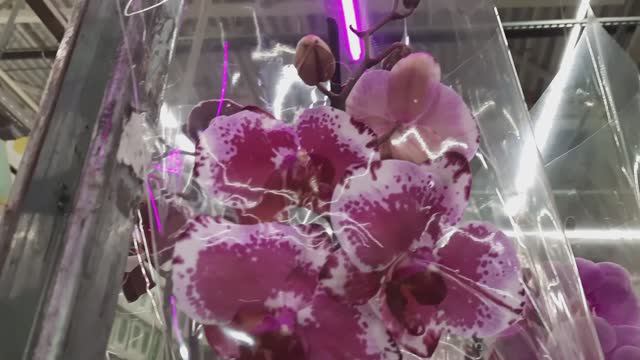 ОРХИДЕИ В ЛЕРУА //02. 04.24// смотреть онлайн