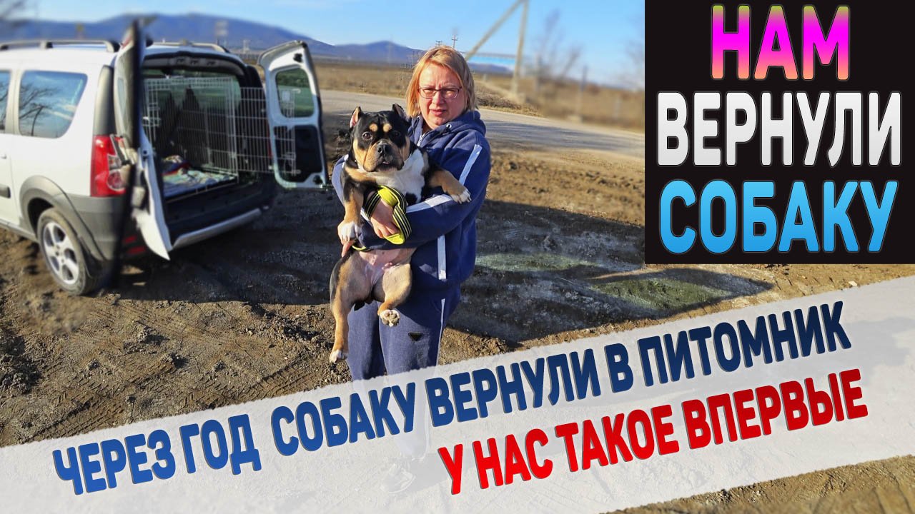 Отличную собаку неожиданно вернули назад в питомник! Мы удивлены. смотреть онлайн