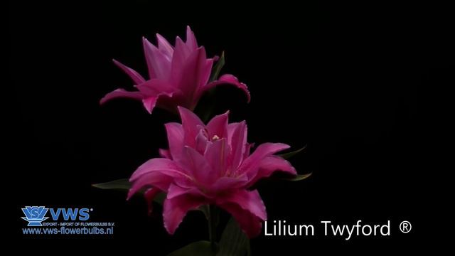 Lilium Twyford®