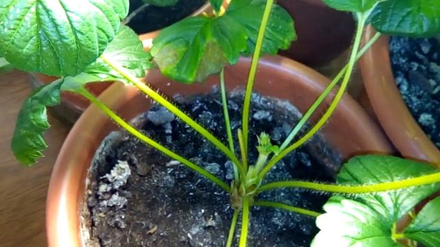 Выращивание дома ремонтантная клубника земляника strawberry на окне 08.10.18. Темптейшн наливается. смотреть онлайн