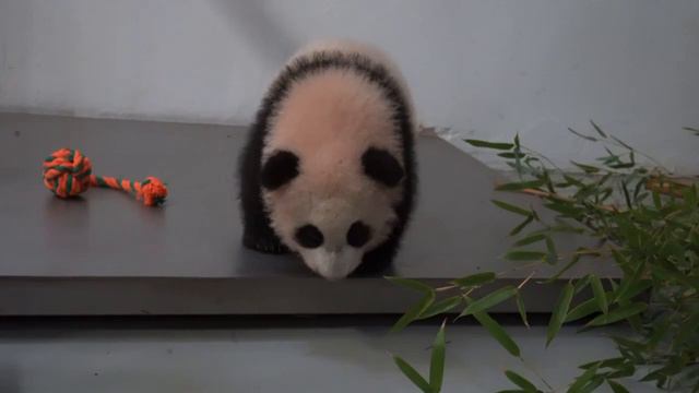•🤗🐼Малютка-панда начинает изучать игрушки/Московский зоопарк смотреть онлайн