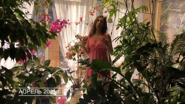 МЕДИНИЛЛА ОТ ПОКУПКИ ДО ЦВЕТЕНИЯ | УХОД ПЕРЕСАДКА ОБЗОР смотреть онлайн