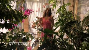 МЕДИНИЛЛА ОТ ПОКУПКИ ДО ЦВЕТЕНИЯ | УХОД ПЕРЕСАДКА ОБЗОР