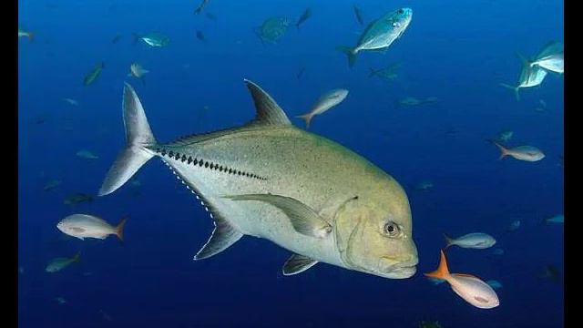 Размышления о жизни рыб (Музыка Василия Шишкина.) от Даниила.) (и) смотреть онлайн