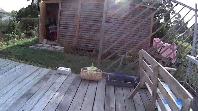 На даче соседи волнуются Продолжаю сбор томатов Подчищаю огород смотреть онлайн