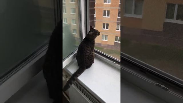 Сетка Анти кошка. смотреть онлайн