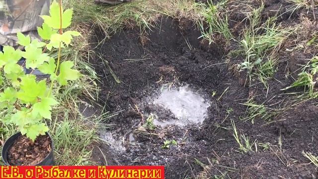 Как правильно посадить саженец Калины весной чтоб он прижился.Посадка Калины на участке.