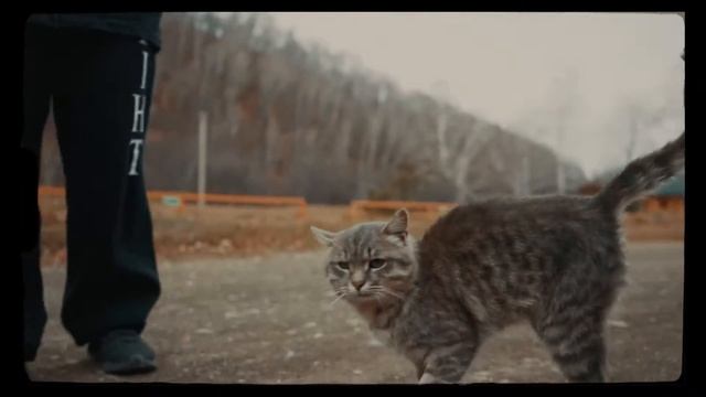 Даша и кот смотреть онлайн