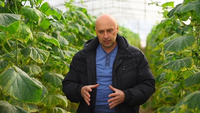 Вопрос №4. Стрелкование капусты. смотреть онлайн