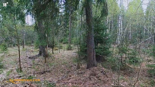 В ЛЕС за МОНЕТАМИ. Поиск монет и кладов в лесу. КЛАДОМАНИЯ смотреть онлайн