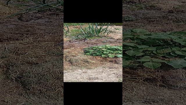 выращиваю картофель легко