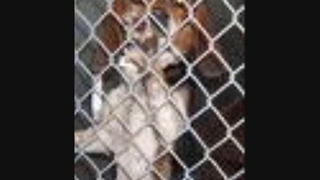 Focus Animal Abuse смотреть онлайн