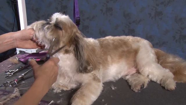 Dog Grooming - How to do a Cute & Easy Trim on an Older Shih Tzu смотреть онлайн