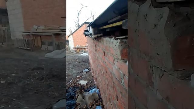 кошки мёрзнут. надо помогать. cats are freezing. we need to help. смотреть онлайн
