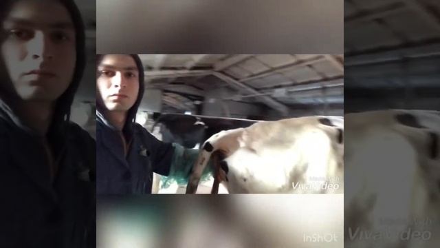 Отделение последа у коровы,подробности в следующем видео смотреть онлайн