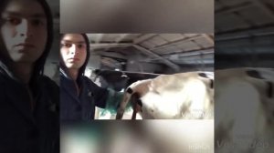 Отделение последа у коровы,подробности в следующем видео