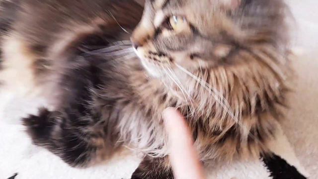Мы важные птицы. Мейн кун Сева. смотреть онлайн