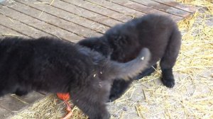 Продаются! ЧЁРНЫЕ ЩЕНКИ Немецкой Овчарки от родителей рабочего разведения. Одесса.