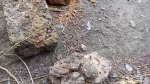 Тонкая скорлупа куриных яиц | Что делать? 3 простых решения для укрепления яичной скорлупы?!