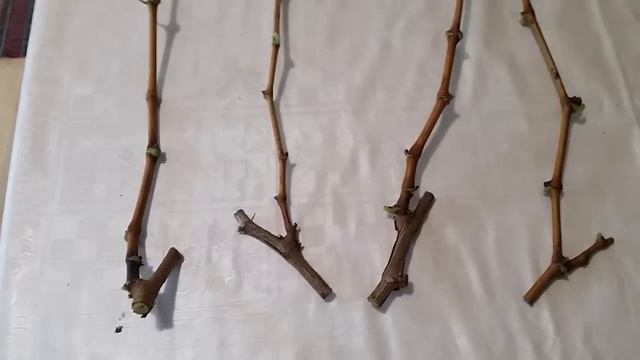 Размножаване на Лоза от резници. смотреть онлайн