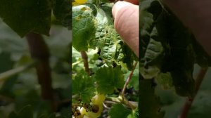 виноград сорт ЛЕОНТИЙ