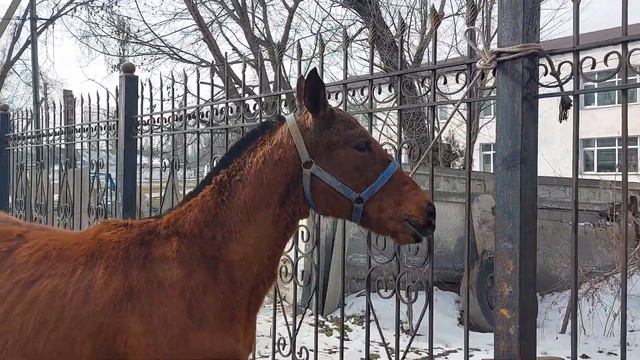 Сатылды тай. смотреть онлайн