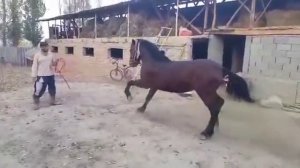 Самый лучший конь для кок бору