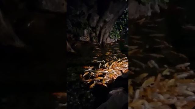 Рыбки кои в свободном плаванье в Китае! смотреть онлайн