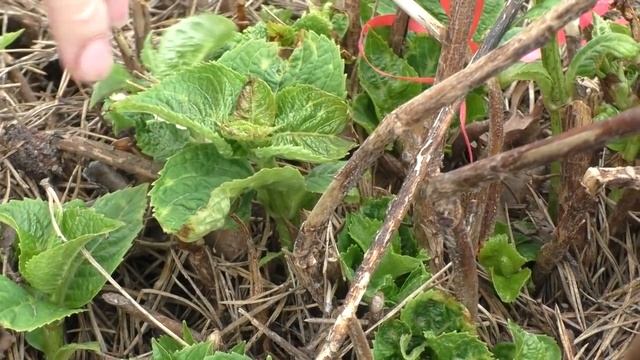 РЕАНИМАЦИЯ Крупнолистной Гортензии После Весенних ЗАМОРОЗКОВ. Мои цветы. смотреть онлайн