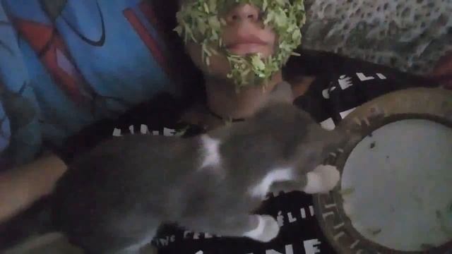 котенок ест маску из огурцов с лица.kitten eats a mask of cucumber from the face смотреть онлайн