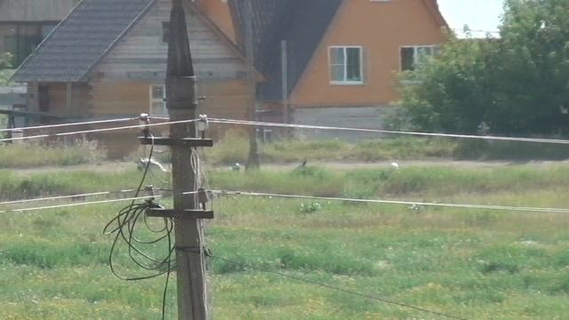 Раменский ипподром. 18.07.14. ПРИЗ ЭЛИТЫ. смотреть онлайн