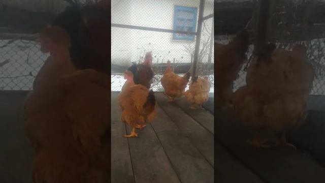Плюси і мінуси курей Іспанок смотреть онлайн