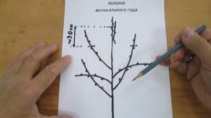 Формирование яблони