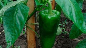 Характеристики и описание перцев сорта Атлант