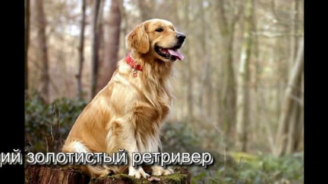 10 самых умных пород собак по версии Стенли Корена
