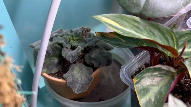 Пеларгония зонартик Lara Margorie смотреть онлайн