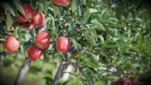 Яблоня морозоустойчивая Глостер