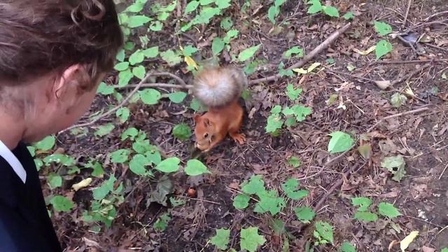 Как много орехов!