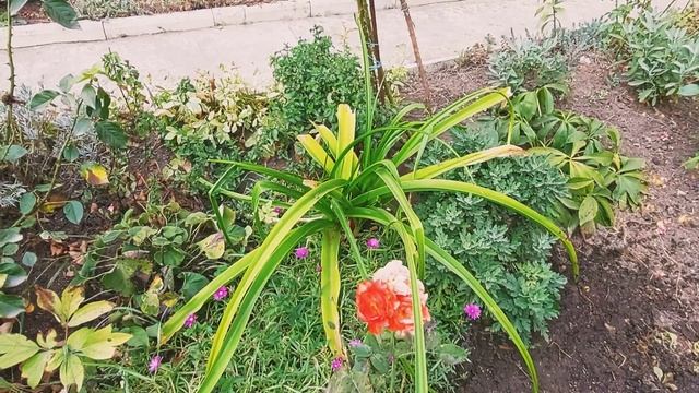 КРИНУМ ... долгожданное цветение. смотреть онлайн