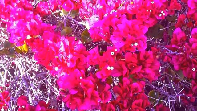 mujh se mat pooch .. lata mangeshkar ..film anarkali..(audio) смотреть онлайн