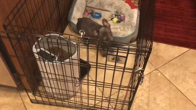 Wopet Automatic Feeder Review смотреть онлайн