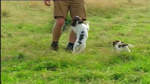 MODERN GUNDOG TRAINING SPRINGER SPANIEL PART 1