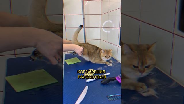 Когда решил расслабиться на груминге смотреть онлайн